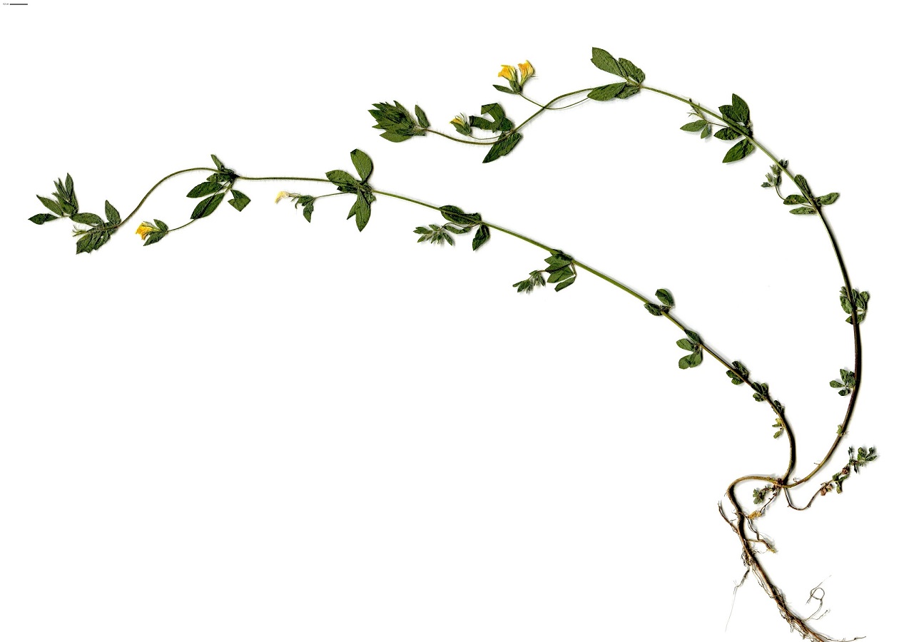 Lotus angustissimus (Fabaceae)